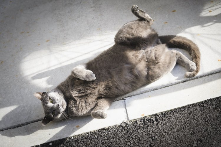 「近々、どこかの家の子になるって」