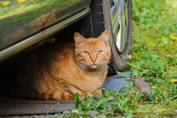 「人は苦手だけど優しい心はわかる」