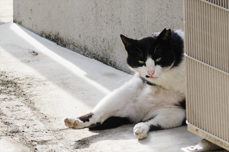 「仲間も多くて住みやすいにゃん」