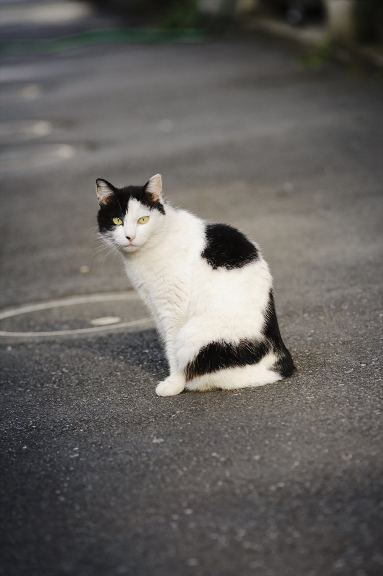 「近所の皆さんがダリちゃんと呼ぶよ」