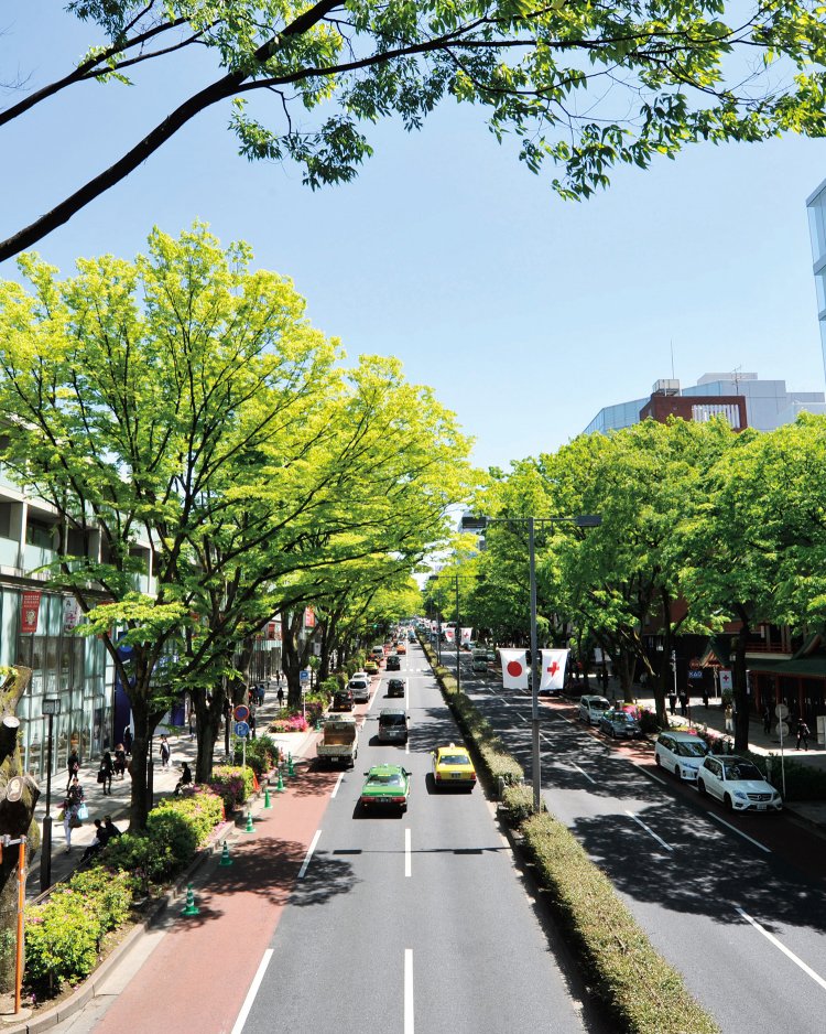 明治神宮から神宮外苑散歩〜深い森に包まれた内苑から青山、美しいいちょう並木の外苑へ〜