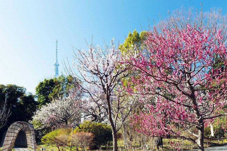 02_向島_左候補②向島百花園_R1_冬_1_梅とスカイツリー_L