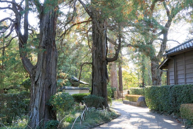 園内の散策路沿いに並ぶ巨木。