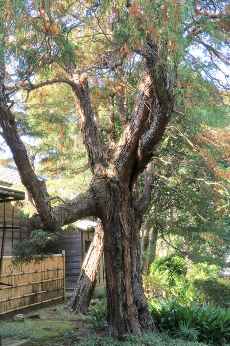 こちらは戸定邸玄関脇のもの。