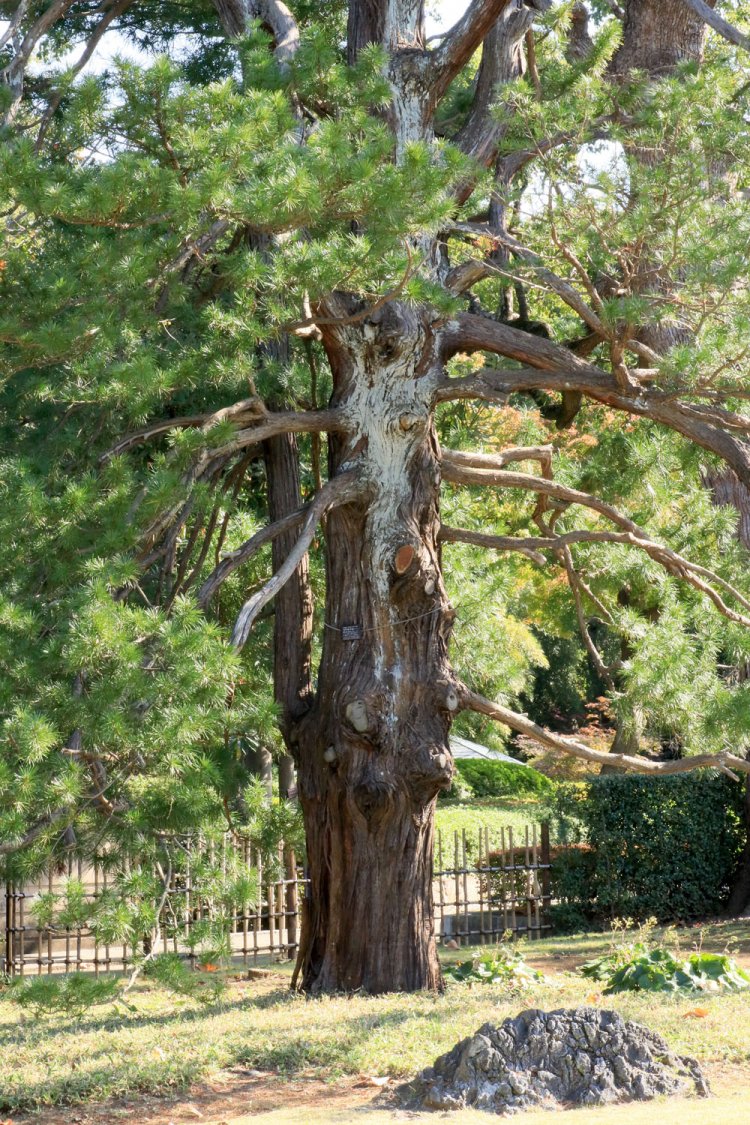 庭園の一角に真っ直ぐ伸びるコウヤマキ。