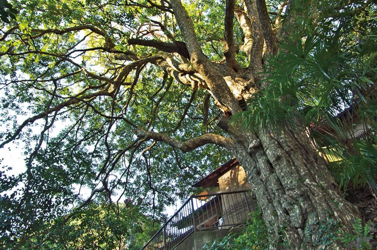 小仏バス停の先の宝珠禅寺には大きなカゴノキ。都の天然記念物。