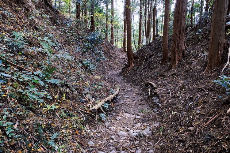 小仏峠からの下りの道。街道だけあって登山道よりは広く、勾配もあまりくつくないように造られたようだ。