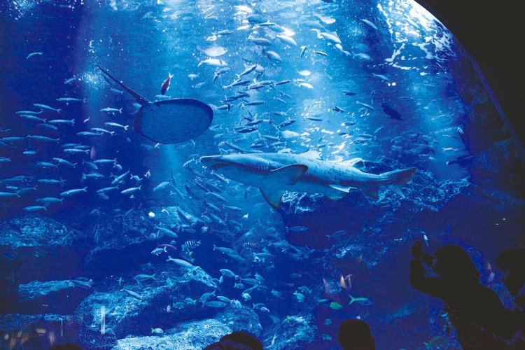 04_すみだ水族館