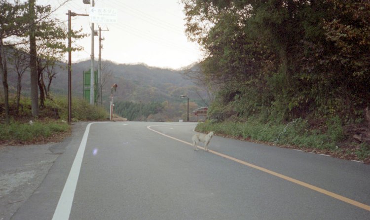 自転車で降っている途中に挨拶された(追いかけられた)野犬と思しき白犬。撮る余裕はあったようだ。