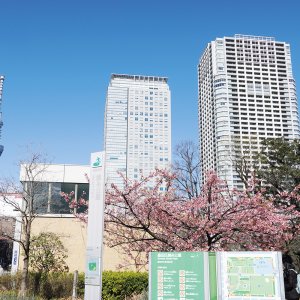 錦糸町駅からはじめる錦糸町・亀戸散歩 〜浮世絵にも描かれた梅の名所。今は音楽と餃子の街〜