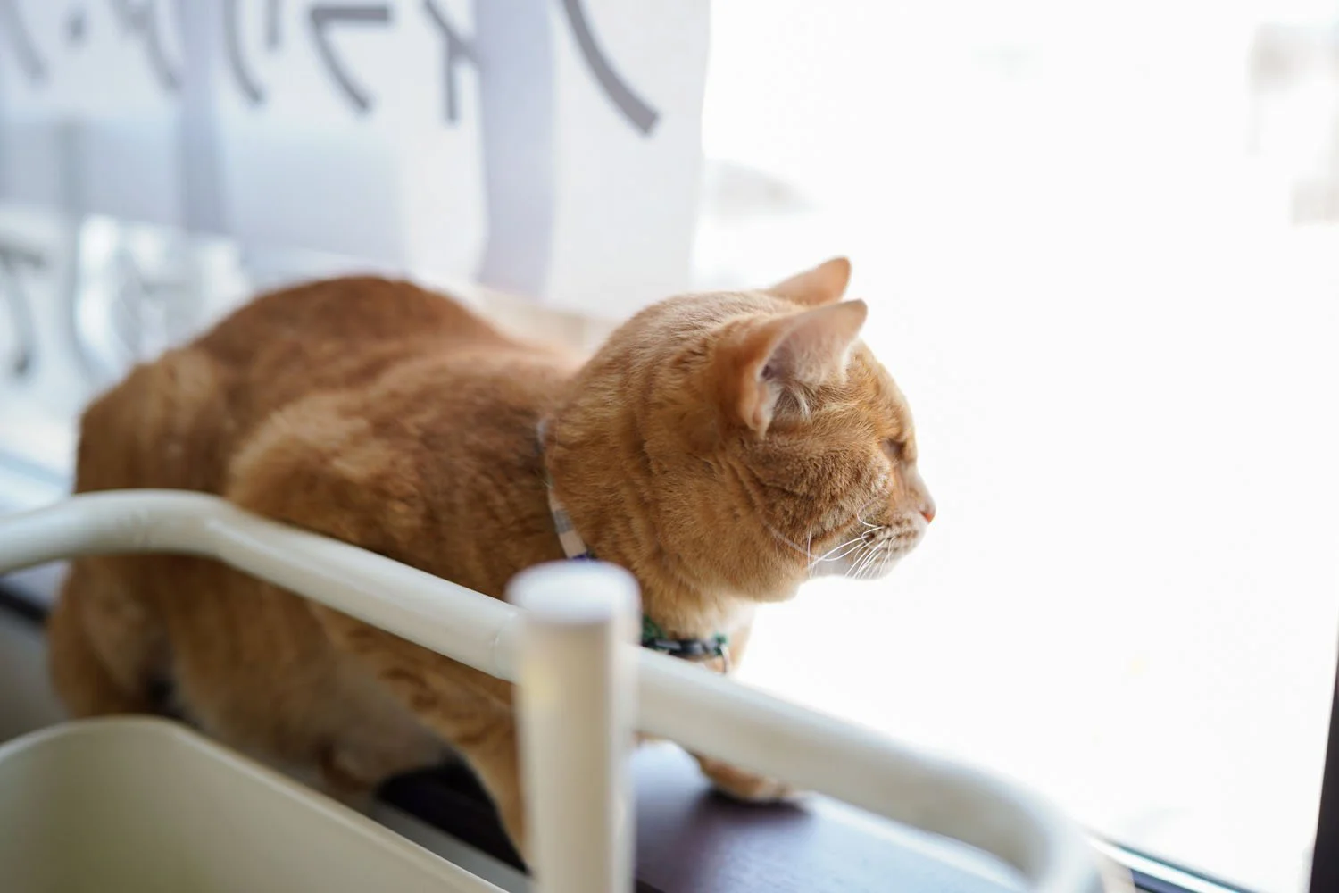 埼玉県 久喜の しおん動物病院 ねこカフェshe On のマサムネくんたち 看板猫がいるお店 さんたつ By 散歩の達人