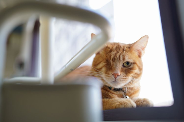 どちらさんですか？とこちらを見つめるマサムネくん。