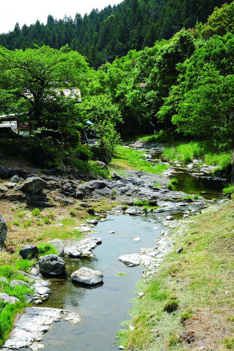 沢口集落付近の石間川。取材時は５月で、ちょうどハヤの産卵期にあたり、川にはハヤの群れが。
