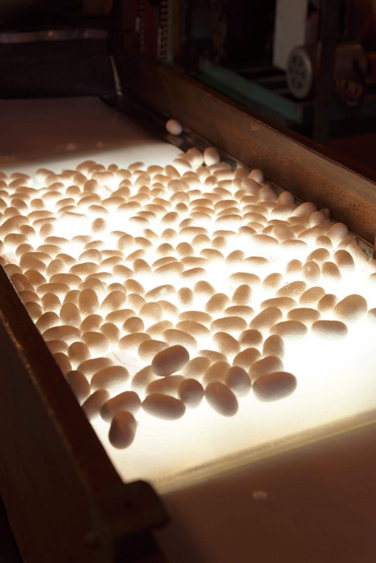 生糸になる前の繭玉。