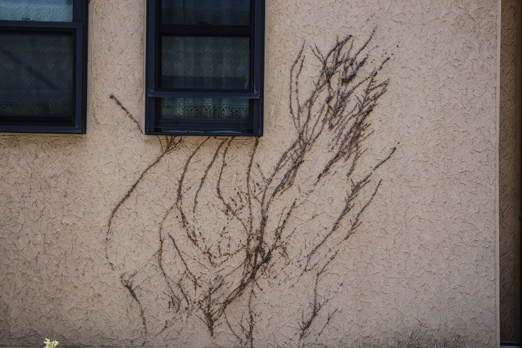 深川は路上園芸の宝庫なのだ！