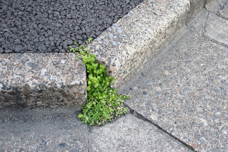 深川は路上園芸の宝庫なのだ！