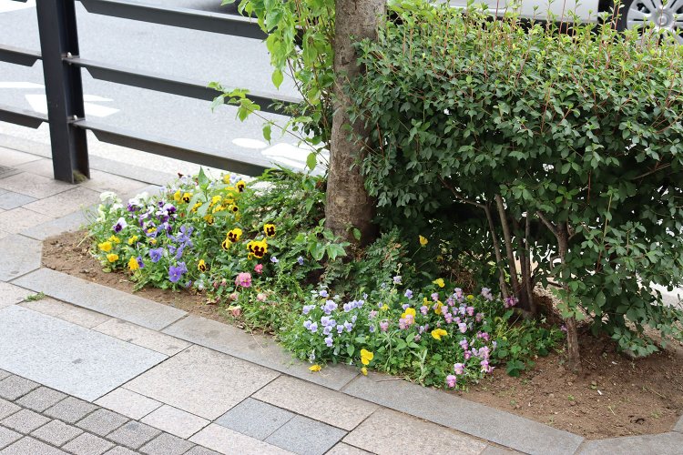 植え込みのパンジーに路上園芸家の気配。