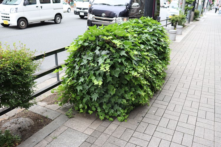 深川は路上園芸の宝庫なのだ！