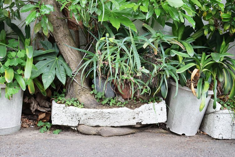 トロ箱に植えられた木。下からは根っこが貫通。