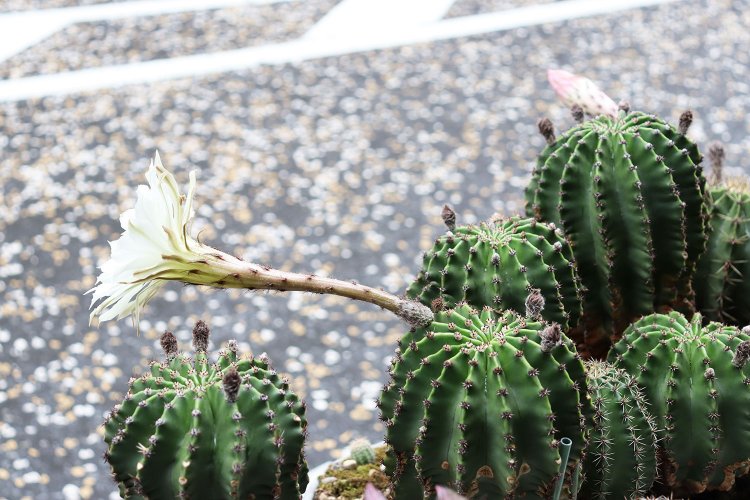 鉢いっぱいに密集したサボテン。頭上では白い花が満開！