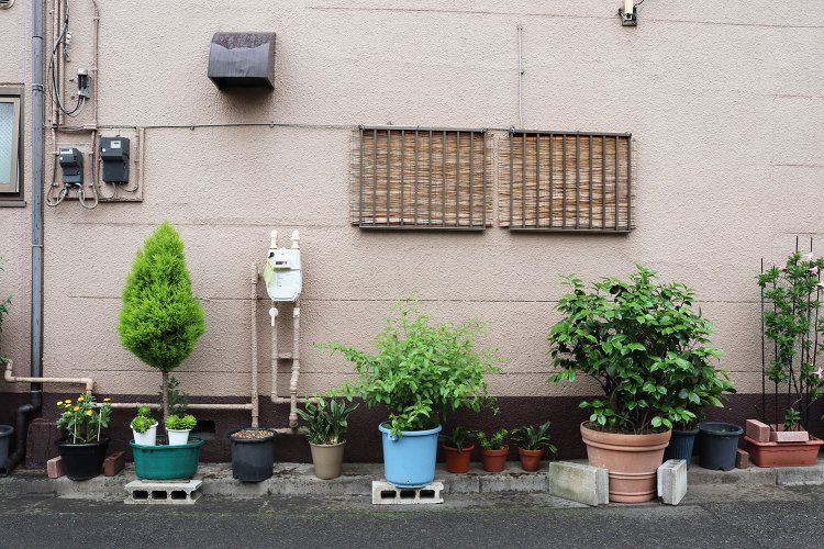 深川は路上園芸の宝庫なのだ！