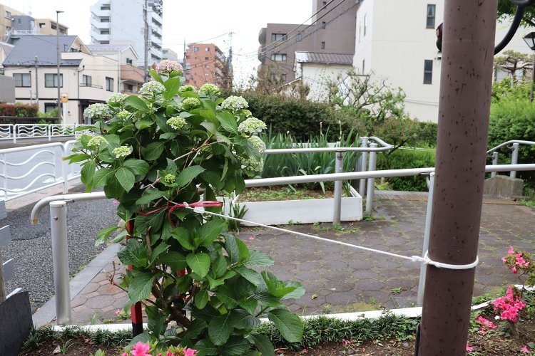 犬のように紐でつながれた紫陽花。支柱になっているのは小さな鳥居。