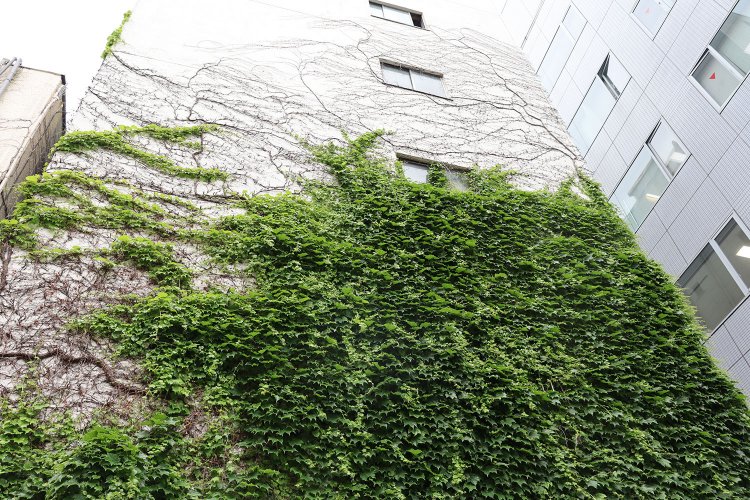 建物を徐々に緑に塗り替えるツタ。