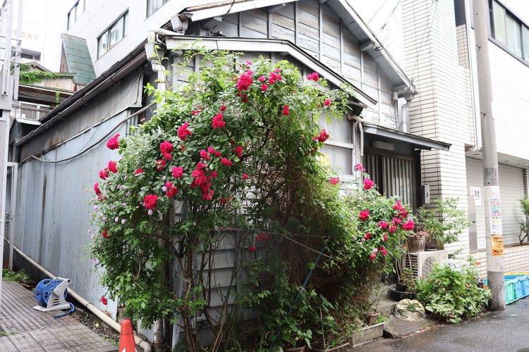 レトロな建物にピンクのバラが。