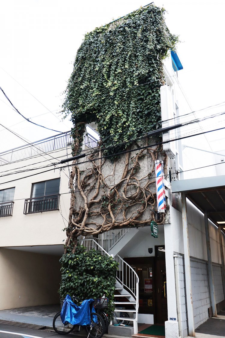 店主自ら年2回手入れしているという『メンズヘアーユタカ』の見事なキヅタ。芸術的な植物壁画は細やかな手入れの賜物。