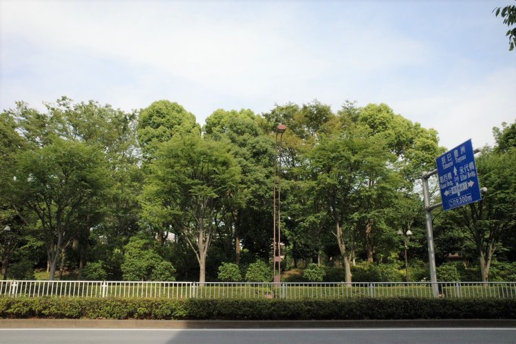 おひとりさまなら木場公園の緑が美しく広がるカウンター席がおすすめ。