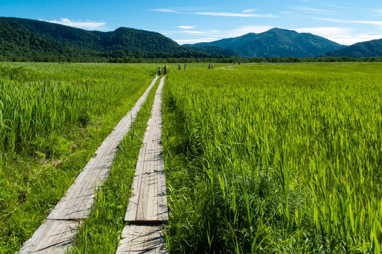 至仏山（右奥）に向かって木道が延びる夏の尾瀬ヶ原。