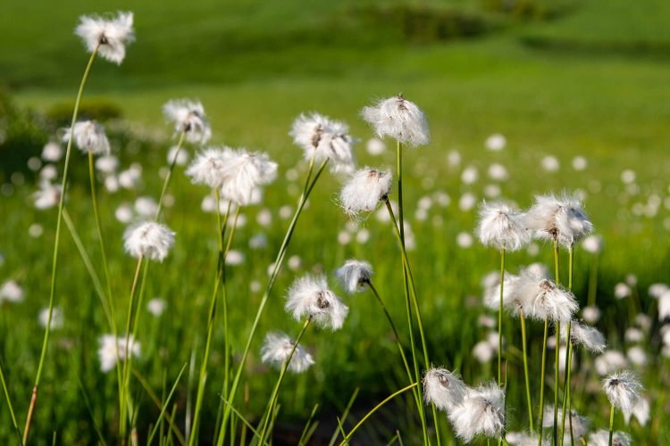 湿原を渡る風に穂を揺らすワタスゲ。