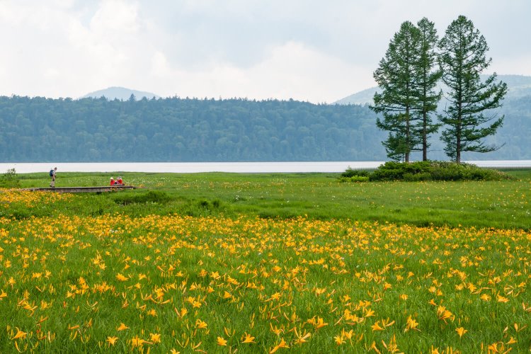 尾瀬沼畔の大江湿原を彩るニッコウキスゲの一大群落。この地を見守ってきたシンボル・三本カラマツも目を引く。