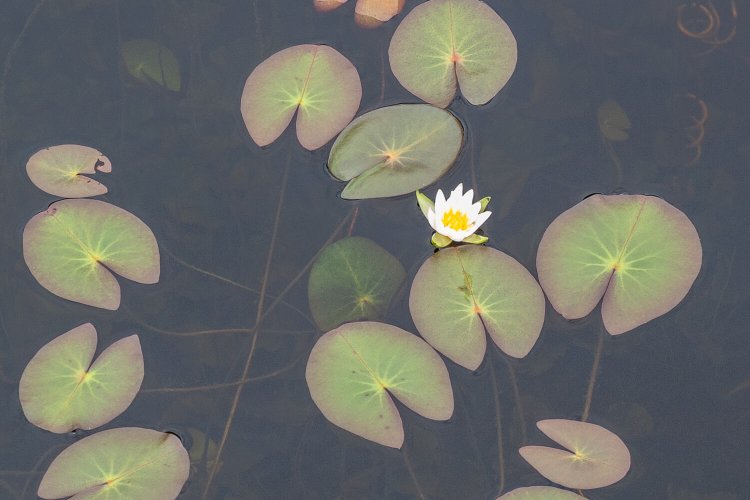 尾瀬ヶ原の池塘（ちとう）で小さく可憐（かれん）な花を咲かせるヒツジグサ。