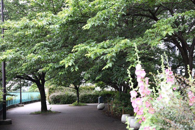 毎年見に来る永代橋西詰めの桜。引っ越してきたころに植えられたそう。