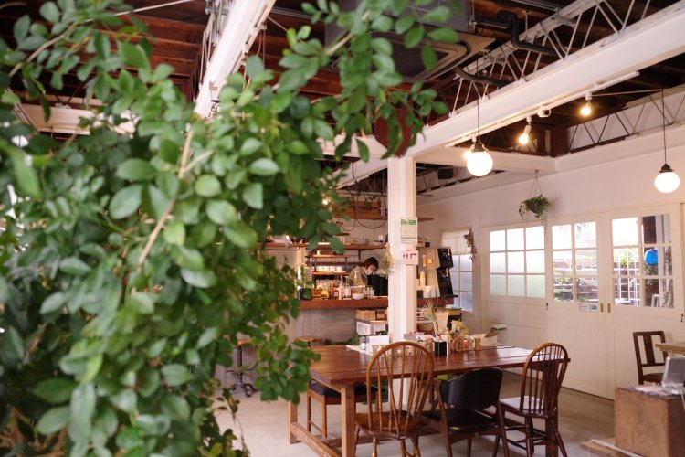 オープン以来、元気に育っているシルクジャスミンの木。