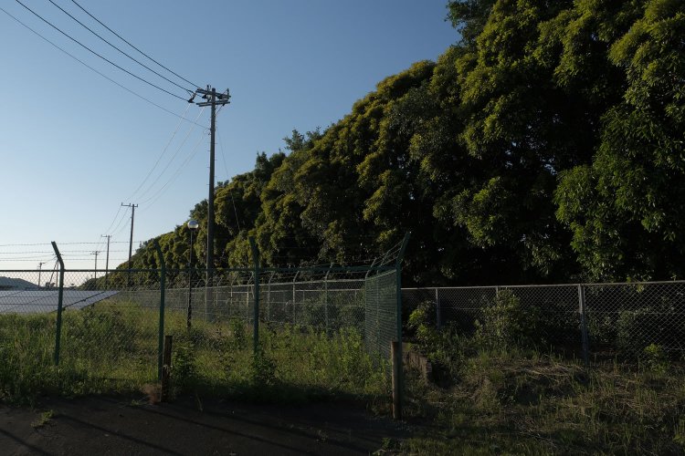 南東―北西方向の滑走路跡はブレーキテストコースとなっており、生垣のようにずらっと植樹されている。