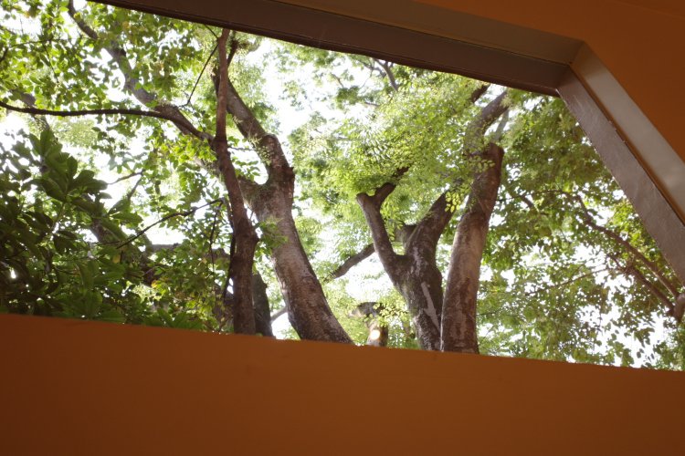 窓のすぐ下にあるテーブル席から見上げたい。