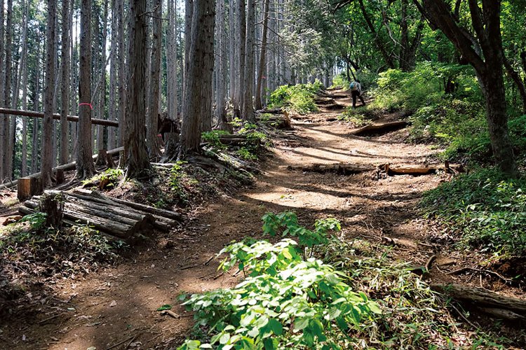 ゴンジリ峠を過ぎて棒ノ折山山頂手前の広い道。緩い坂道が長い。