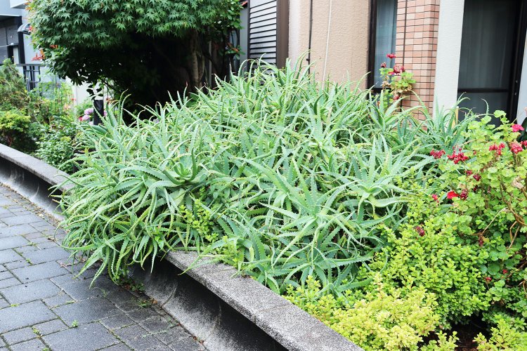アロエが勢いよく暗渠にはみ出す。