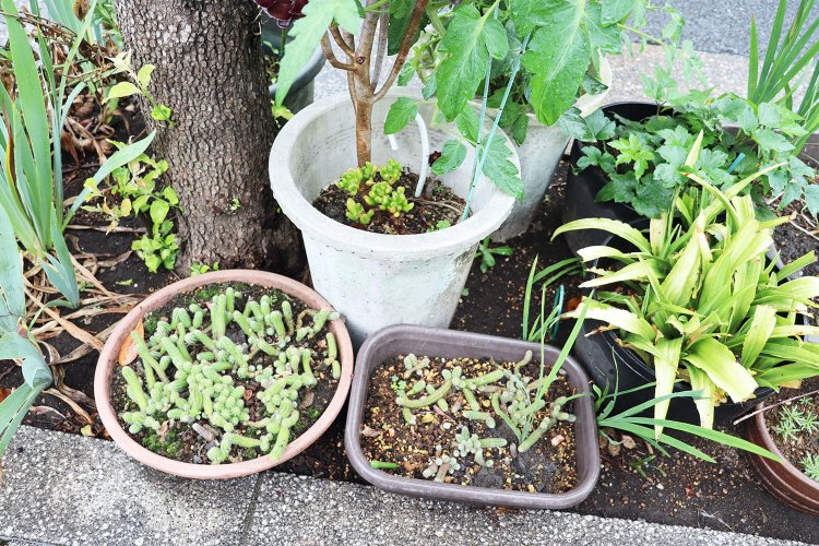 暗渠沿いの植え込みに置かれた鉢植えたち。