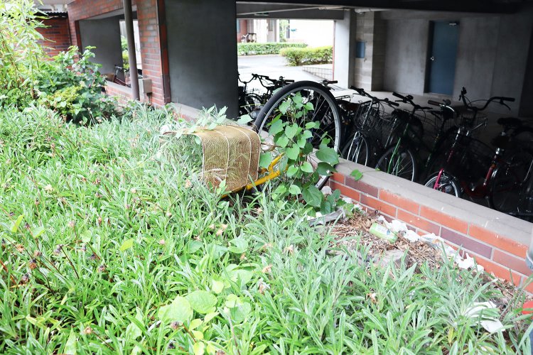 草と一体化しつつある放置自転車。