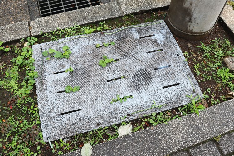 植え込みに置かれたバスマットの穴から顔を覗かせる緑。