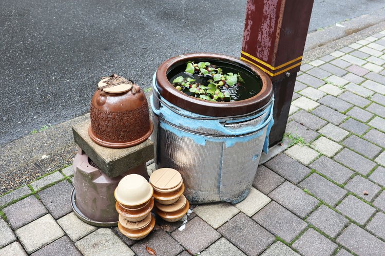 ホテイアオイの浮かぶ「謎池」。峠の釜めしは鉢植え用にスタンバイ？