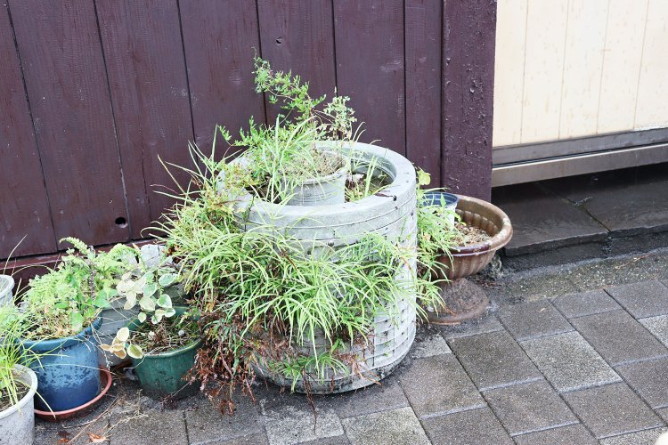 洗濯槽の穴から勢いよく吹き出すシダ植物。