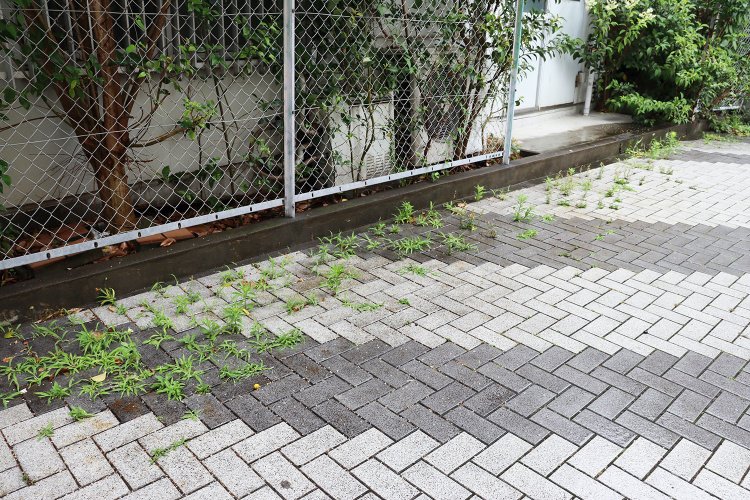 舗装から生える緑。「向こうにいくにつれて岸になる感じ」と髙山さん。