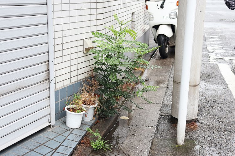 シマトネリコの幼樹があちこちのスキマで芽生えていた。