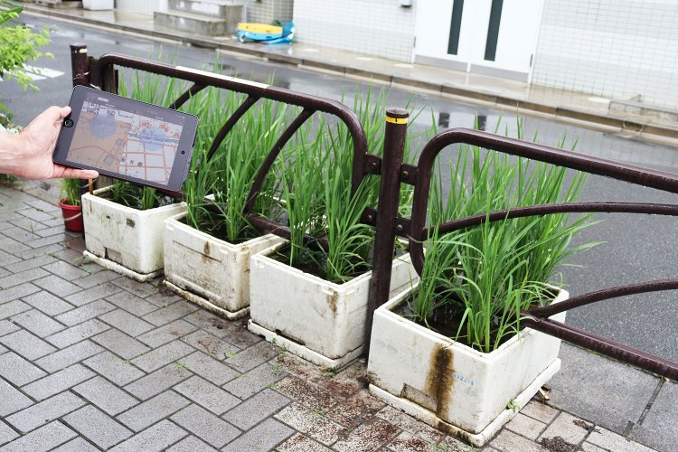 かつて田んぼだった場所で育てられる、米の苗。昔の地図と並べて興奮！