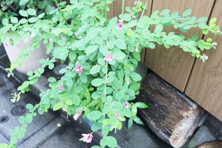 水滴を受けた萩がみずみずしい。