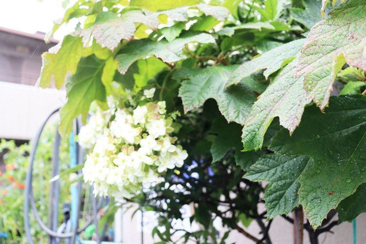 カシワバアジサイ。